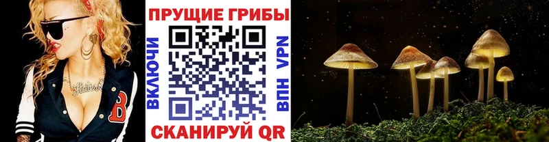 Купить Аргун Галлюциногенные грибы MAGIC MUSHROOMS